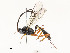  ( - CBG-A53650-C11)  @11 [ ] CreativeCommons - Attribution Share - Alike (2024) CBG Photography Group Centre for Biodiversity Genomics