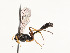  ( - CBG-A53650-D03)  @11 [ ] CreativeCommons - Attribution Share - Alike (2024) CBG Photography Group Centre for Biodiversity Genomics