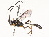  ( - CBG-A53650-E11)  @11 [ ] CreativeCommons - Attribution Share - Alike (2024) CBG Photography Group Centre for Biodiversity Genomics