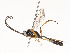  ( - CBG-A53650-G02)  @11 [ ] CreativeCommons - Attribution Share - Alike (2024) CBG Photography Group Centre for Biodiversity Genomics