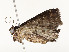  ( - CBG-A54404-B05)  @11 [ ] CreativeCommons - Attribution Share - Alike (2024) CBG Photography Group Centre for Biodiversity Genomics