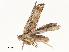  ( - CBG-A54404-C07)  @11 [ ] CreativeCommons - Attribution Share - Alike (2024) CBG Photography Group Centre for Biodiversity Genomics