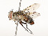  (Telothyria manuelpereirai - CBG-A58662-F04)  @11 [ ] CreativeCommons - Attribution Share - Alike (2025) CBG Photography Group Centre for Biodiversity Genomics