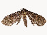  ( - CBG-A53652-A02)  @11 [ ] CreativeCommons - Attribution Share - Alike (2024) CBG Photography Group Centre for Biodiversity Genomics