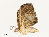  (Psaliodes Malaise7383 - CBG-A53652-A07)  @11 [ ] CreativeCommons - Attribution Share - Alike (2024) CBG Photography Group Centre for Biodiversity Genomics