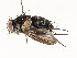  ( - CBG-A53652-D09)  @11 [ ] CreativeCommons - Attribution Share - Alike (2024) CBG Photography Group Centre for Biodiversity Genomics