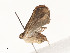  ( - CBG-A54406-B06)  @11 [ ] CreativeCommons - Attribution Share - Alike (2024) CBG Photography Group Centre for Biodiversity Genomics