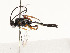  ( - CBG-A54406-F12)  @11 [ ] CreativeCommons - Attribution Share - Alike (2024) CBG Photography Group Centre for Biodiversity Genomics