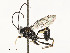  ( - CBG-A54407-G12)  @11 [ ] CreativeCommons - Attribution Share - Alike (2024) CBG Photography Group Centre for Biodiversity Genomics