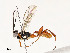  ( - CBG-A54408-A11)  @11 [ ] CreativeCommons - Attribution Share - Alike (2024) CBG Photography Group Centre for Biodiversity Genomics