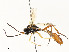  ( - CBG-A54481-D11)  @11 [ ] CreativeCommons - Attribution Share - Alike (2024) CBG Photography Group Centre for Biodiversity Genomics