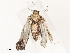  ( - CBG-A54482-A06)  @11 [ ] CreativeCommons - Attribution Share - Alike (2024) CBG Photography Group Centre for Biodiversity Genomics