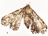  ( - CBG-A54482-B04)  @11 [ ] CreativeCommons - Attribution Share - Alike (2024) CBG Photography Group Centre for Biodiversity Genomics