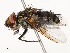  (Mystacella Malaise4482 - CBG-A54482-D01)  @11 [ ] CreativeCommons - Attribution Share - Alike (2024) CBG Photography Group Centre for Biodiversity Genomics