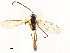  ( - CBG-A54483-E11)  @11 [ ] CreativeCommons - Attribution Share - Alike (2024) CBG Photography Group Centre for Biodiversity Genomics