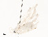  ( - CBG-A54497-D01)  @11 [ ] CreativeCommons - Attribution Share - Alike (2024) CBG Photography Group Centre for Biodiversity Genomics