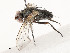  (Itaplectops ericpalolai - CBG-A54498-C02)  @11 [ ] CreativeCommons - Attribution Share - Alike (2024) CBG Photography Group Centre for Biodiversity Genomics