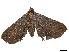  ( - CBG-A54498-G03)  @11 [ ] CreativeCommons - Attribution (2024) CBG Photography Group Centre for Biodiversity Genomics