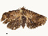  ( - CBG-A54498-G04)  @11 [ ] CreativeCommons - Attribution Share - Alike (2024) CBG Photography Group Centre for Biodiversity Genomics