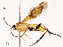  ( - CBG-A54499-A09)  @11 [ ] CreativeCommons - Attribution Share - Alike (2024) CBG Photography Group Centre for Biodiversity Genomics