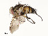  ( - CBG-A54499-G06)  @11 [ ] CreativeCommons - Attribution Share - Alike (2024) CBG Photography Group Centre for Biodiversity Genomics