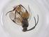  (Hypomicrogaster Janzen24 - CBG-A56793-A05)  @11 [ ] CreativeCommons - Attribution Share - Alike (2024) Centre for Biodiversity Genomics Centre for Biodiversity Genomics