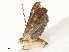  ( - CBG-A58621-E07)  @11 [ ] CreativeCommons - Attribution Share - Alike (2025) CBG Photography Group Centre for Biodiversity Genomics