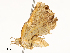  ( - CBG-A59560-G10)  @11 [ ] CreativeCommons - Attribution Share - Alike (2025) CBG Photography Group Centre for Biodiversity Genomics