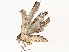  ( - CBG-A62872-A12)  @11 [ ] CreativeCommons - Attribution Share - Alike (2025) CBG Photography Group Centre for Biodiversity Genomics