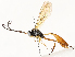 (Dusona W-1 - CBG-A62875-C06)  @11 [ ] CreativeCommons - Attribution Share - Alike (2025) CBG Photography Group Centre for Biodiversity Genomics