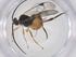  (Hypomicrogaster Malaise6146 - CBG-A64041-E08)  @11 [ ] CreativeCommons - Attribution Share - Alike (2025) Centre for Biodiversity Genomics Centre for Biodiversity Genomics