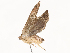  ( - CBG-A65359-D01)  @11 [ ] CreativeCommons - Attribution Share - Alike (2025) CBG Photography Group Centre for Biodiversity Genomics