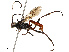  (Carinodes Malaise3063 - CBG-B17177-A03)  @11 [ ] CreativeCommons - Attribution Share - Alike (2025) CBG Photography Group Centre for Biodiversity Genomics