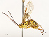  ( - CBG-B17177-F05)  @11 [ ] CreativeCommons - Attribution Share - Alike (2025) CBG Photography Group Centre for Biodiversity Genomics