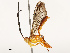  (Neotheronia Malaise1838 - CBG-B17177-G12)  @11 [ ] CreativeCommons - Attribution Share - Alike (2025) CBG Photography Group Centre for Biodiversity Genomics