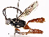  ( - CBG-B17185-A05)  @11 [ ] CreativeCommons - Attribution Share - Alike (2025) CBG Photography Group Centre for Biodiversity Genomics