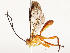  ( - CBG-B17302-A04)  @11 [ ] CreativeCommons - Attribution Share - Alike (2025) CBG Photography Group Centre for Biodiversity Genomics