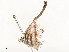  ( - CBG-A58619-C11)  @11 [ ] CreativeCommons - Attribution Share - Alike (2025) CBG Photography Group Centre for Biodiversity Genomics