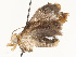  ( - CBG-A59488-G05)  @11 [ ] CreativeCommons - Attribution Share - Alike (2025) CBG Photography Group Centre for Biodiversity Genomics