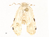  ( - CBG-A59496-B12)  @11 [ ] CreativeCommons - Attribution Share - Alike (2025) CBG Photography Group Centre for Biodiversity Genomics