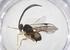  (Glyptapanteles Malaise3573 - CBG-A62333-G01)  @11 [ ] CreativeCommons - Attribution Share - Alike (2025) Centre for Biodiversity Genomics Centre for Biodiversity Genomics