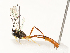  ( - CBG-A58620-C10)  @11 [ ] CreativeCommons - Attribution Share - Alike (2025) CBG Photography Group Centre for Biodiversity Genomics