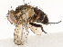  (Actia Janzen13 - CBG-A59492-E07)  @11 [ ] CreativeCommons - Attribution Share - Alike (2025) CBG Photography Group Centre for Biodiversity Genomics
