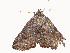 ( - CBG-A59492-H02)  @11 [ ] CreativeCommons - Attribution Share - Alike (2025) CBG Photography Group Centre for Biodiversity Genomics