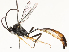  (Casinaria CAS-Janzen08 - CBG-A59498-F05)  @11 [ ] CreativeCommons - Attribution Share - Alike (2025) CBG Photography Group Centre for Biodiversity Genomics
