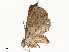  ( - CBG-A59499-D03)  @11 [ ] CreativeCommons - Attribution Share - Alike (2025) CBG Photography Group Centre for Biodiversity Genomics