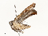  ( - CBG-A59500-G06)  @11 [ ] CreativeCommons - Attribution Share - Alike (2025) CBG Photography Group Centre for Biodiversity Genomics