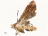  ( - CBG-A65357-F10)  @11 [ ] CreativeCommons - Attribution Share - Alike (2025) CBG Photography Group Centre for Biodiversity Genomics