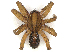  ( - CBG-B18752-H05)  @11 [ ] CreativeCommons - Attribution Share - Alike (2025) CBG Photography Group Centre for Biodiversity Genomics