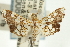  (Araschnopsis - CNCLEP00089010)  @11 [ ] CreativeCommons - Attribution Non-Commercial Share-Alike (2011) Jean-Francois Landry, CNC and Zhaofu Yang, BIO Canadian National Collections